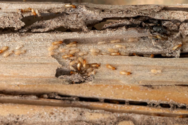 Professional Pest Control in Avenal, CA