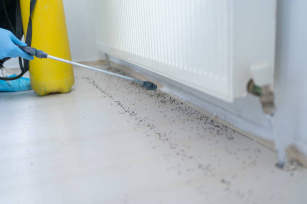 Best Bed Bug Extermination  in Avenal, CA