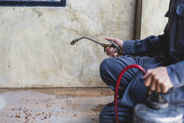Best Rat Extermination Near Me  in Avenal, CA